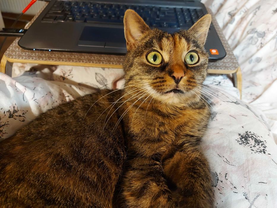 Kotka Marcelinka do adopcji