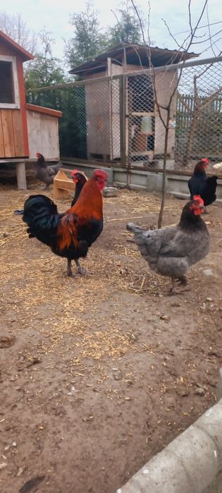 Jaja lęgowe kur marans