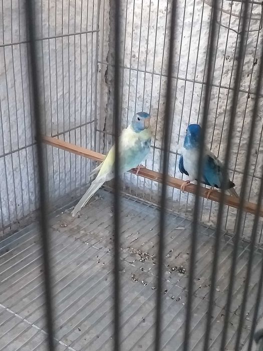 Esplêndidos ( neophema splendida )