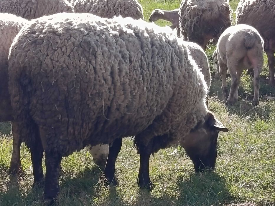 Vendo carneiro cruzado suffolk