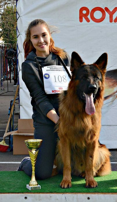 Німецька вівчарка, шикарні цуценята, від розпілдника КСУ