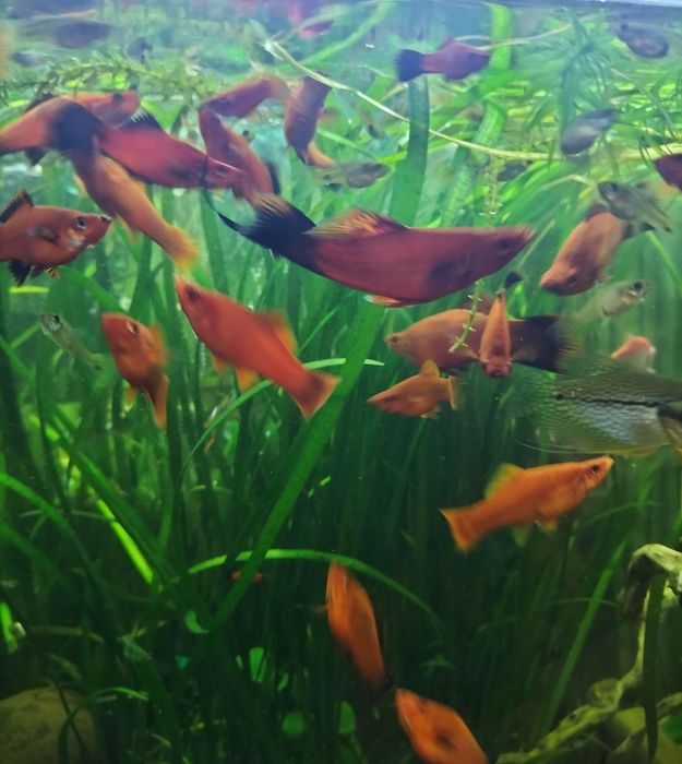 Аквариумные рыбки Анциструсы меченосцы