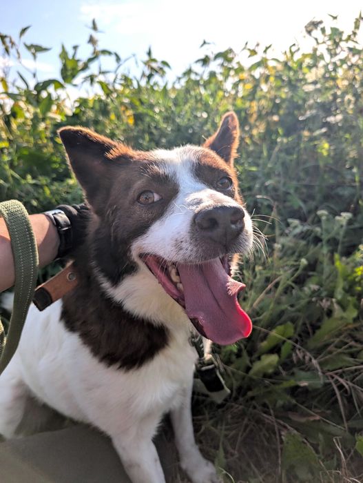 Собака в добрі руки (хлопчик, спокійний, вакцинований, не на ланцюг)