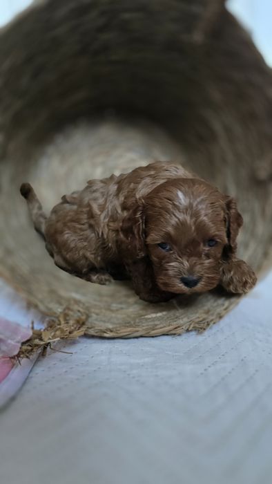 Cavapoo/ chłopczyk