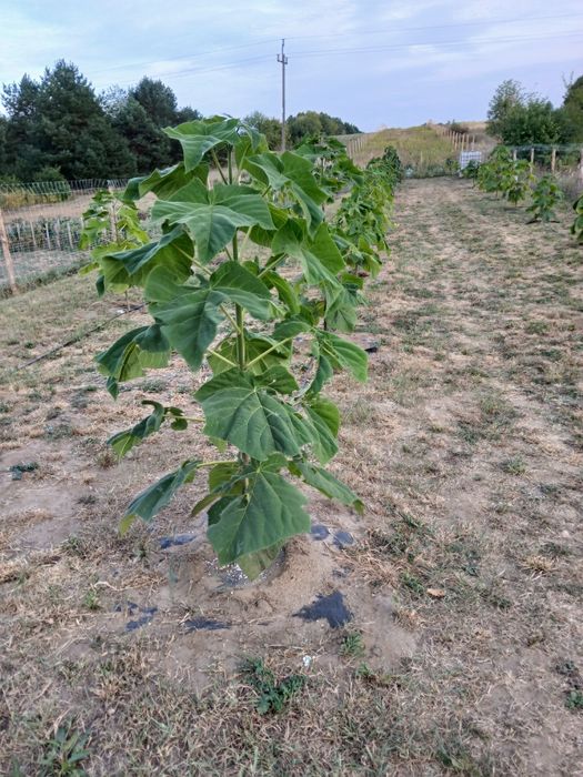Drzewo tlenowe Paulownia Oxytree