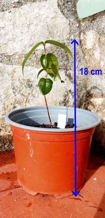 Pitangueira - Eugenia uniflora