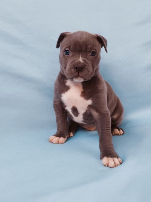 American pitbull blue nose