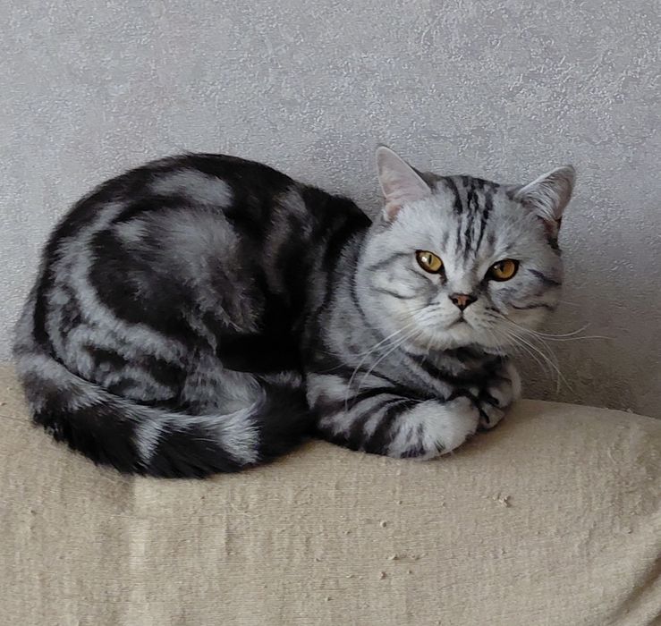 Кіт шотландець прямовухий