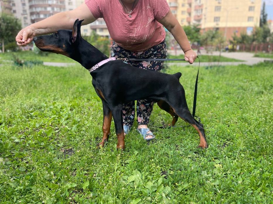 Чудове цуценяДобермана