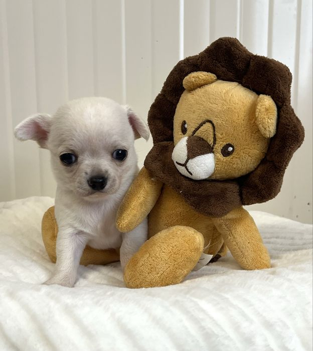Chihuahua Macho Pelo Curto