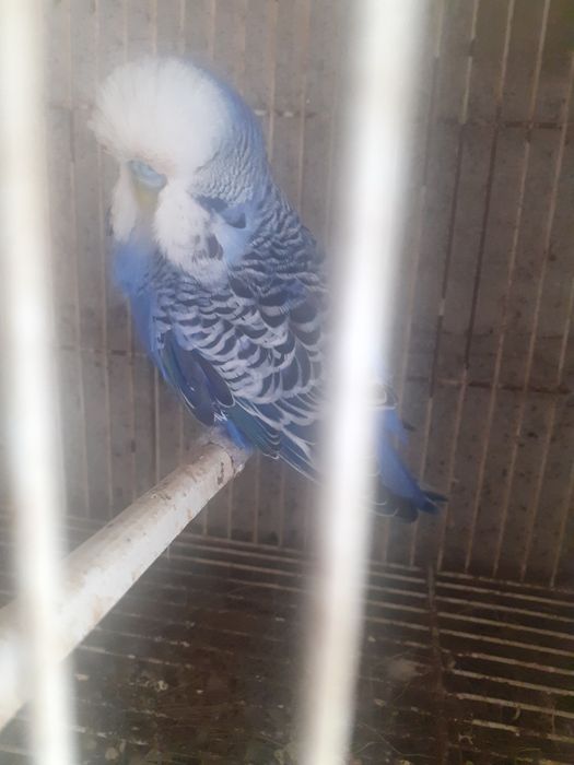 Casal piriquitos inglês