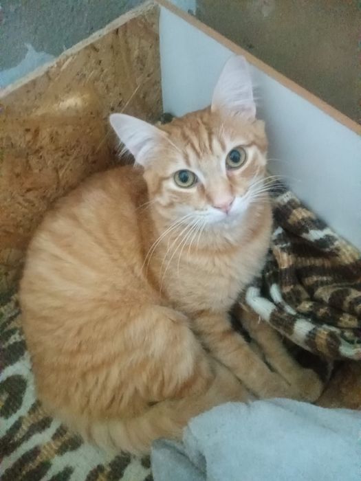 Gato jovem para adoção