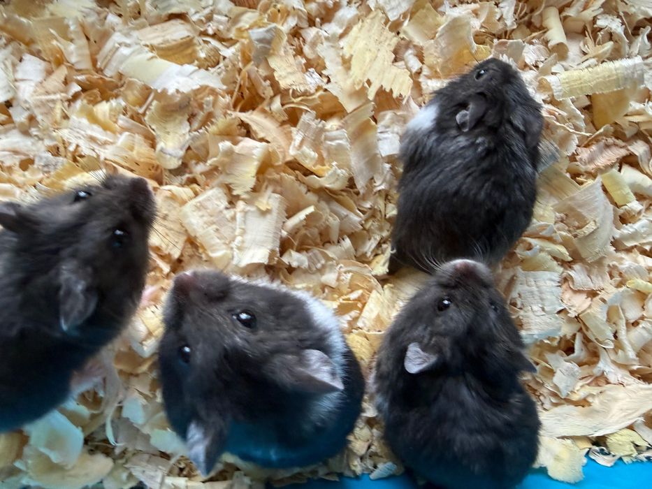 Chomiki Campbella