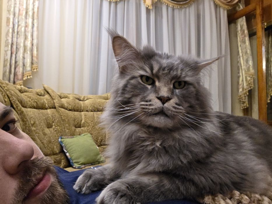 Хлопчик мейн-кун на в'язку