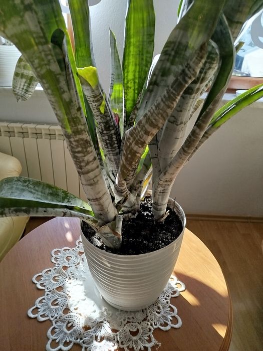 Aechmea piękna duża kwitnąca trzy sadzonki okazja