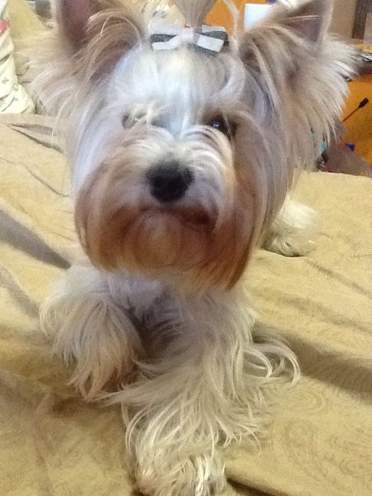 Бивер йорк йоркширский терьер стандарт с курносым носиком ВЯЗКА )