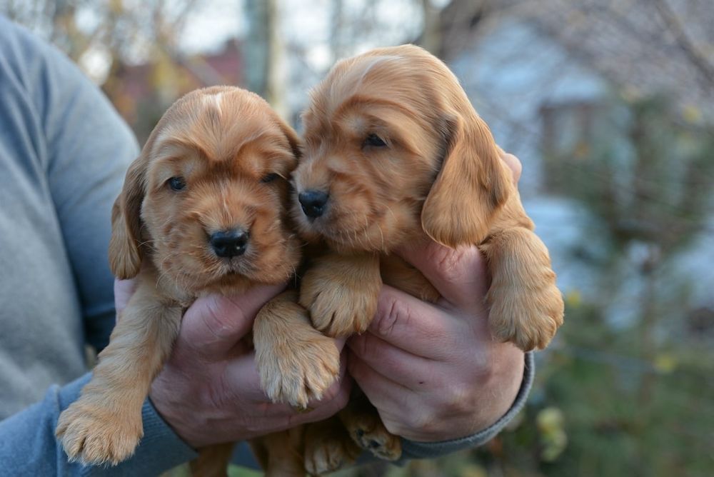 Cocker Spaniel Angielski ZKwP/FCI