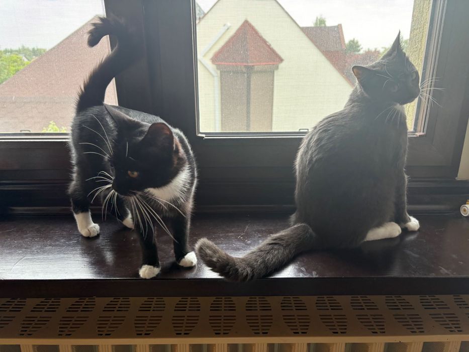 2 koty do adopcji.