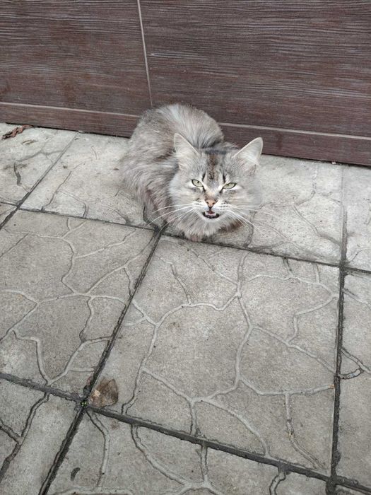 КІТ . В ДОБРІ РУКИ. Стерилізований.