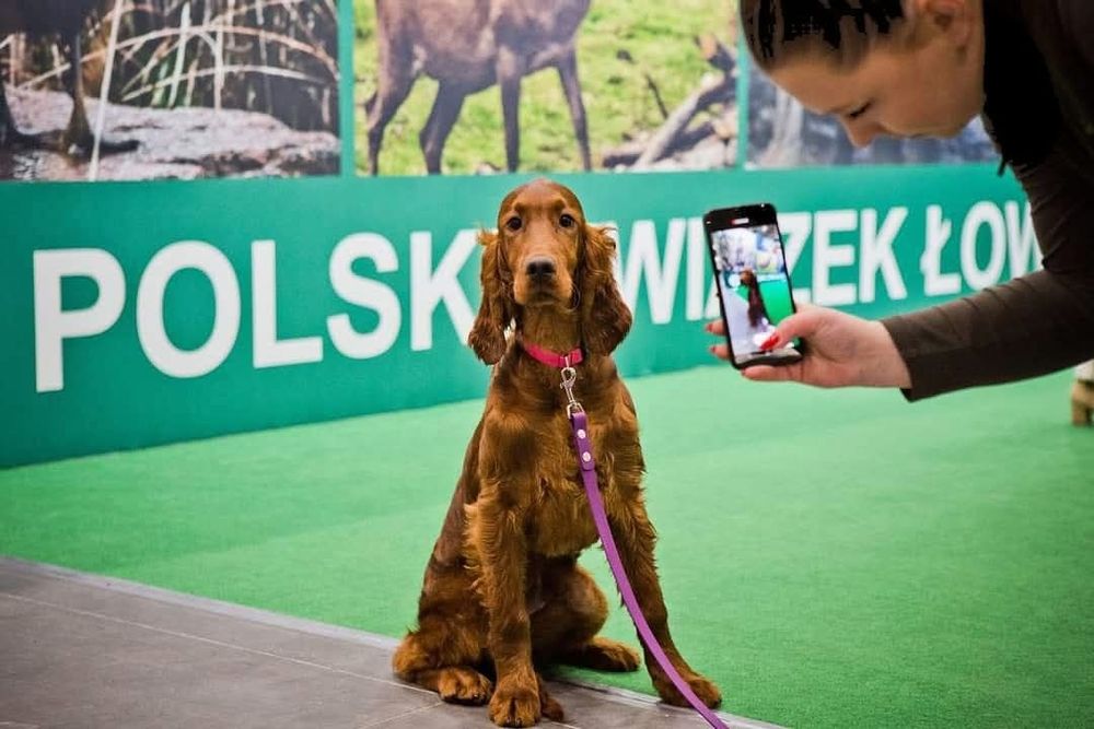 Seter irlandzki ZKwP
