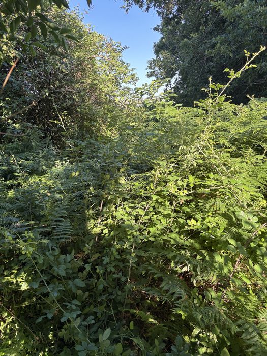 Limpeza de Terrenos e jardinagem