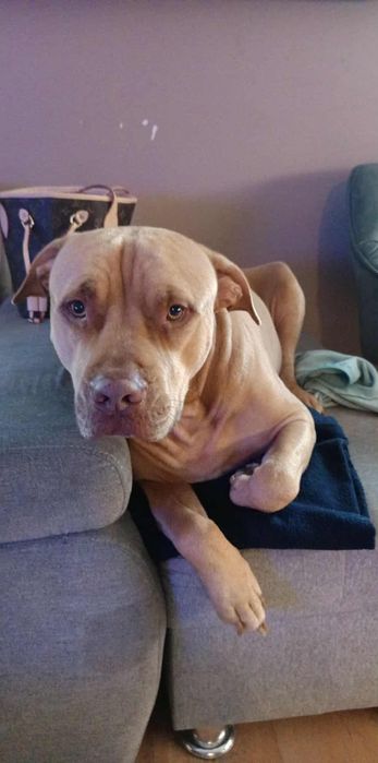 Do wydania Pitt Bull