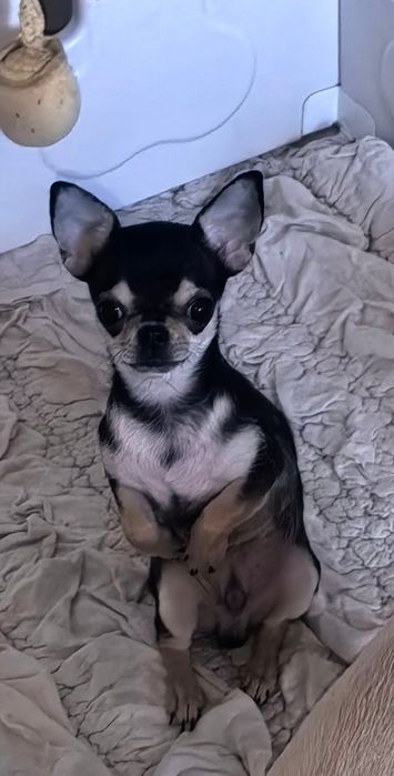 Chihuahua. Śliczny mini tricolor.