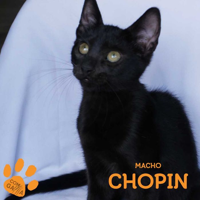 Chopin procura uma familia