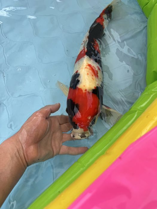 Carpa koi showa 60cm