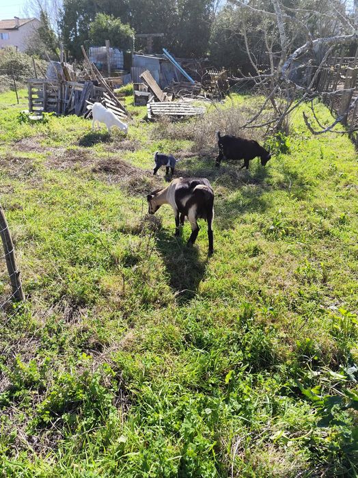 Vendo cabra cruzada com um ano e cria fêmea nascida a 03 fev