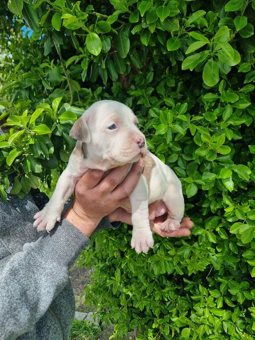 Amstaff american staffordishe terier suczka