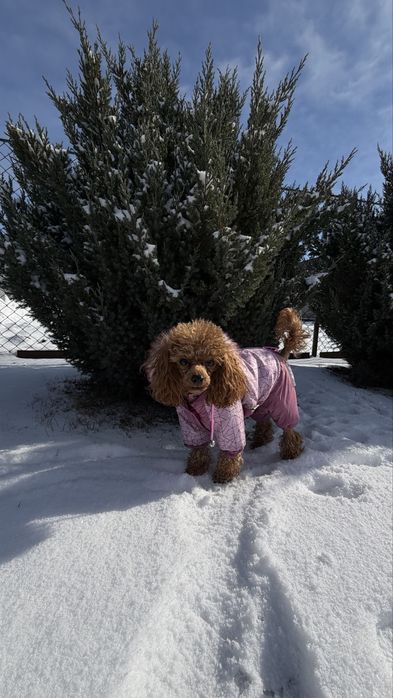 Вязка той пудель toy bebi feys