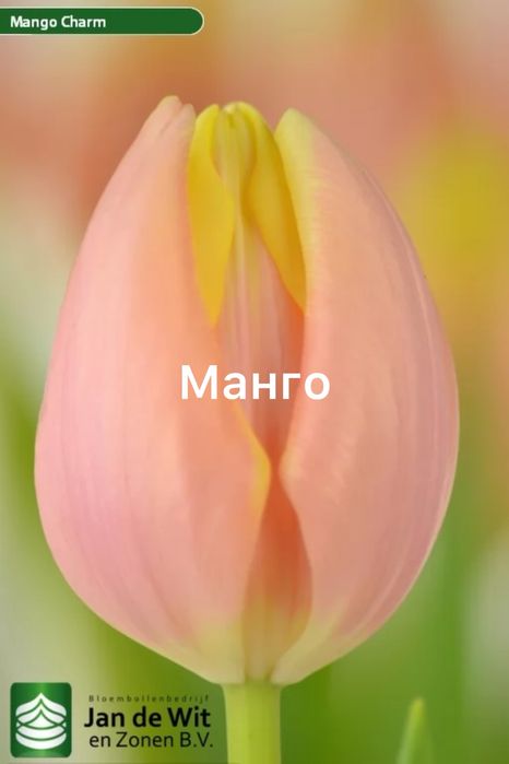 Цибулини голандських тюльпанів