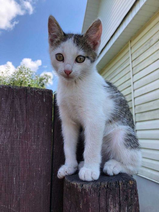 Котенята в добрі руки