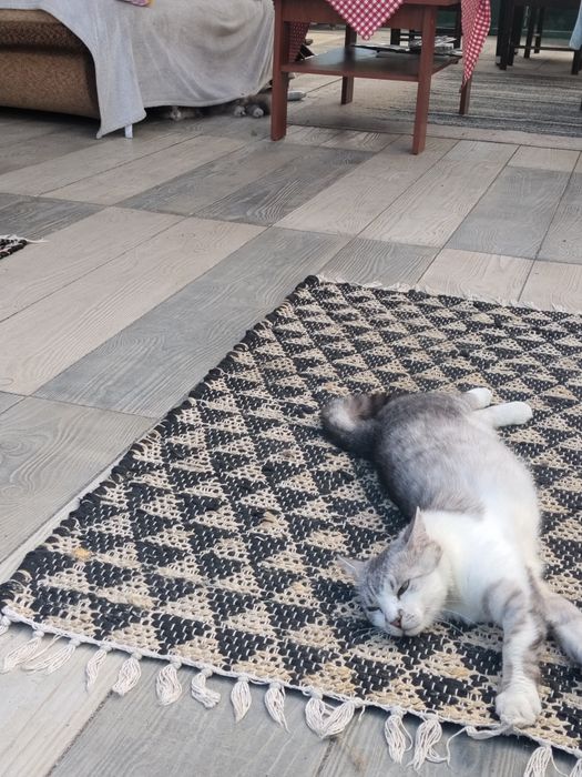 Cudowny koci przyjaciel do adopcji - Mikuś