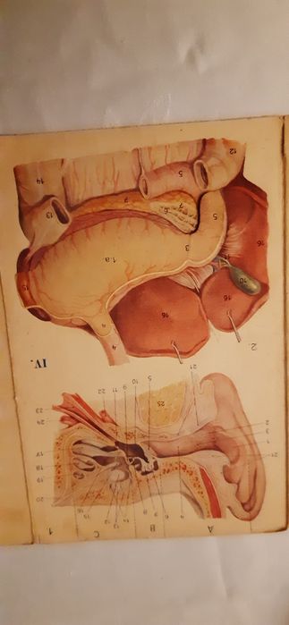 Mały atlas anatomiczny prof. Witold Sylwanowicz