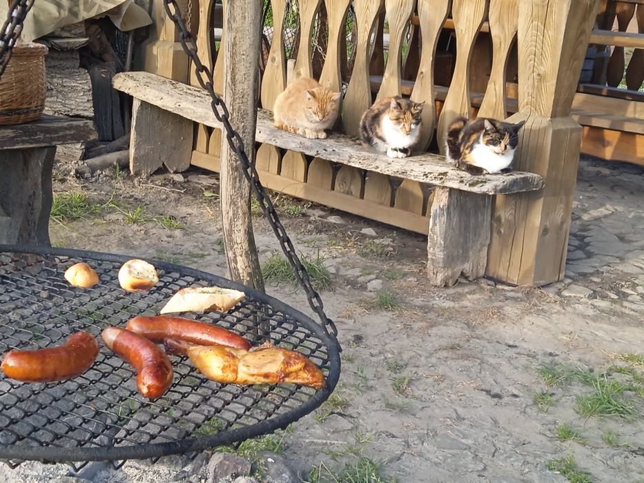 Domki i pokoje do wynajęcia