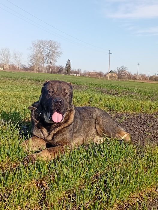 В'язка САО Алабай