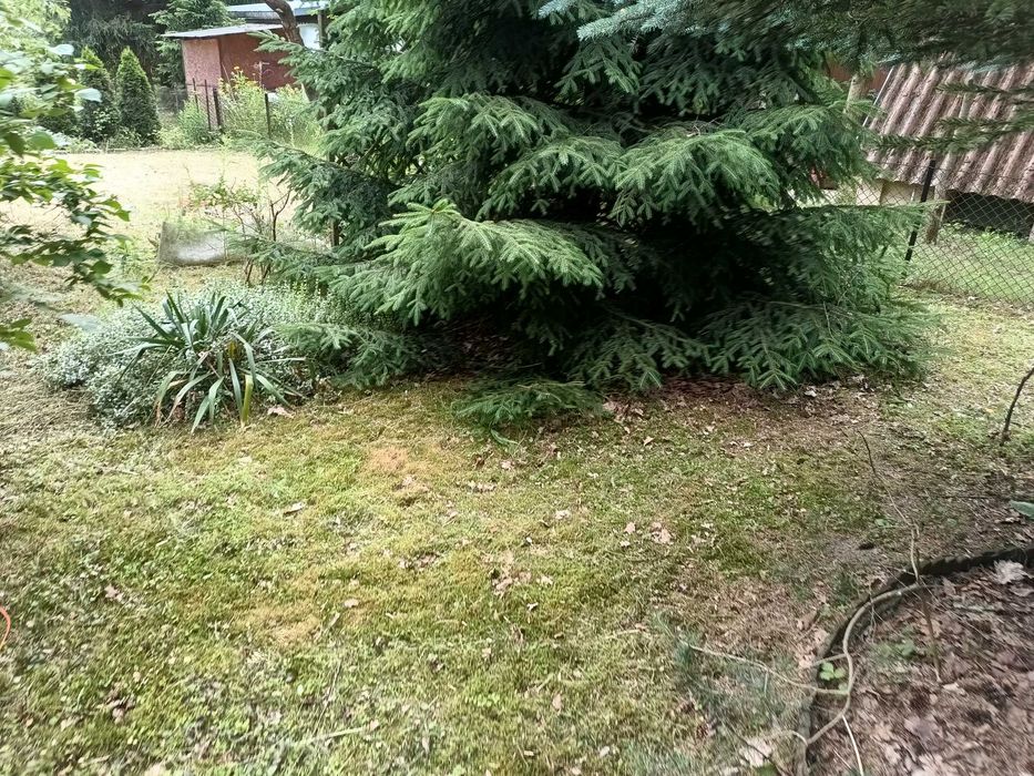 Koszenie GRABIENIE Prace ogrodowe, ROD i inne - 7 DNI W TYGODNIU