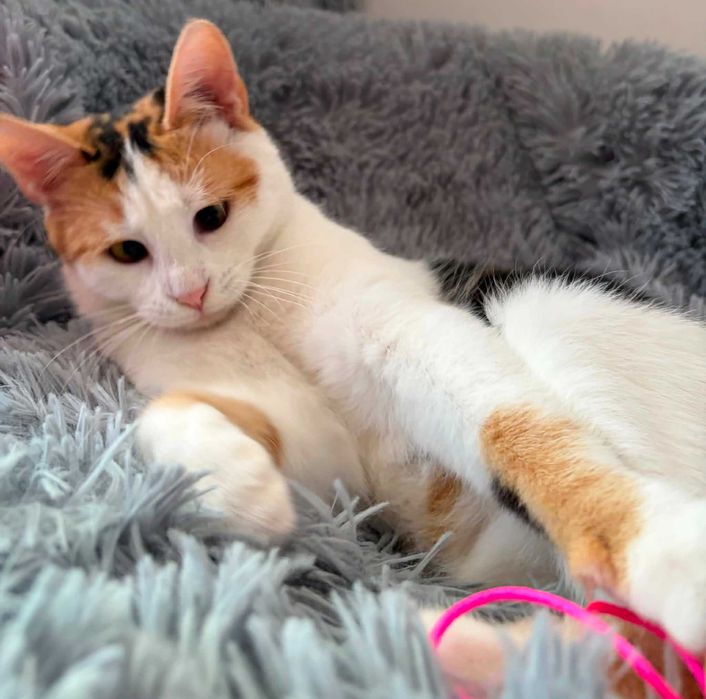 Cudna tricolorka Stella do adopcji