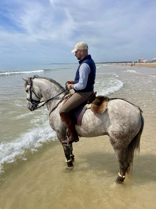 Cavalo Lusitano Puro