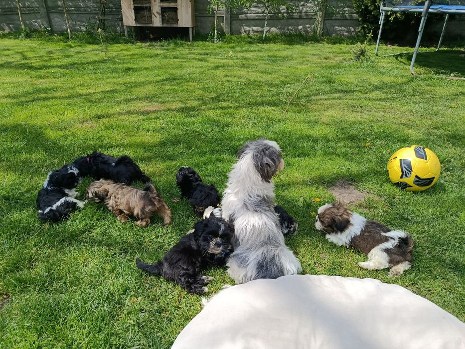 Shih tzu szczeniaki gotowe do odbioru osobistego