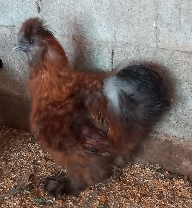 3 machos para mudar de capoeiro.