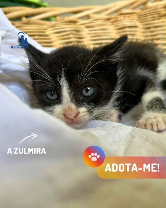 15 gatinhos a procura de uma familia