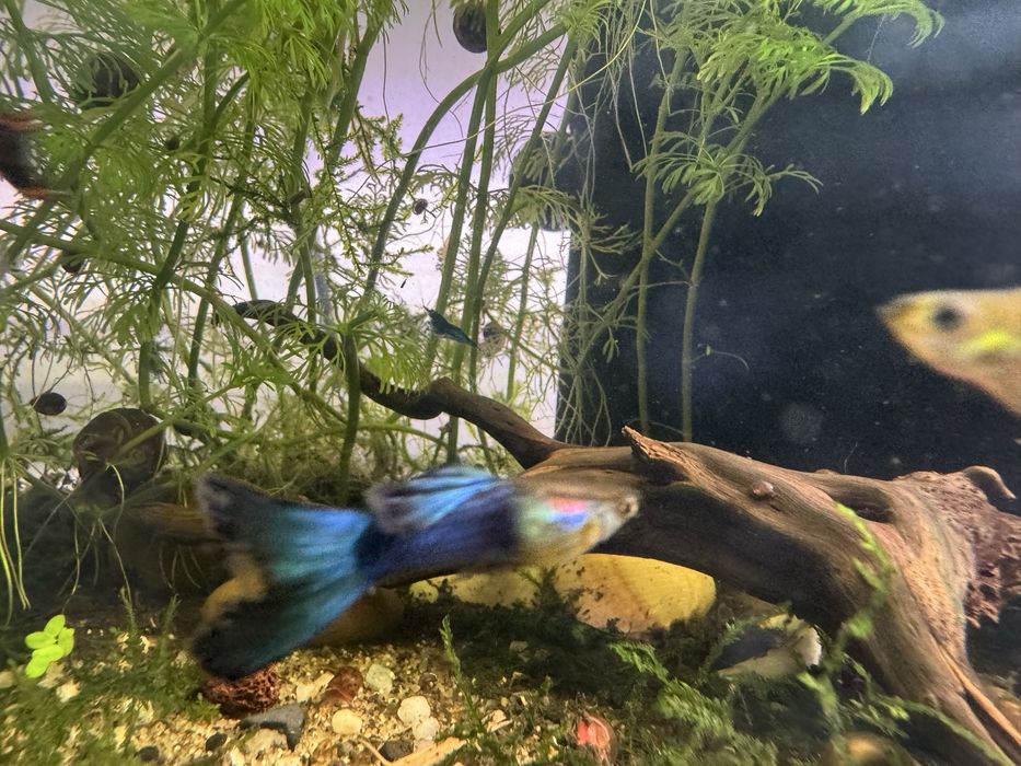 Guppies sortidos - diversas cores