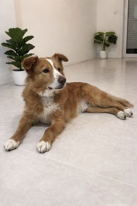 Toby procura família (adoção urgente)