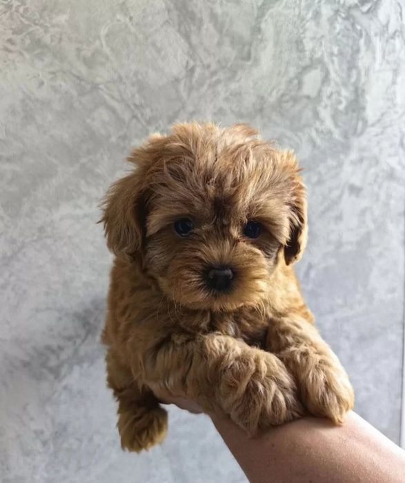 Шикарные мальтипу крохи