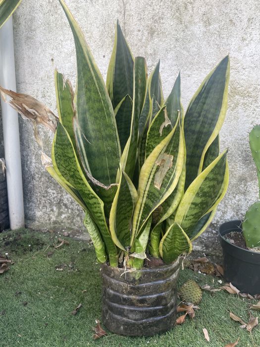 Espada de são Jorge