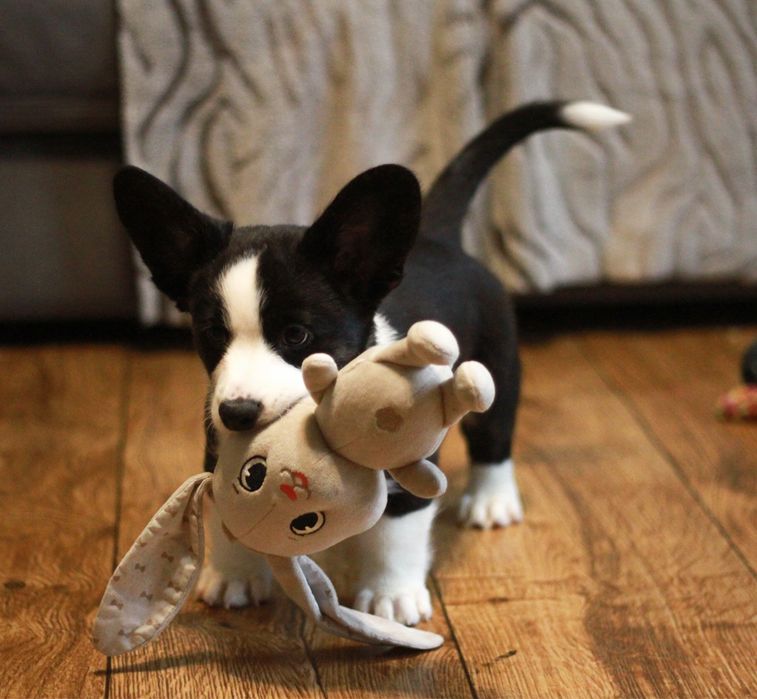 welsh Corgi Cardigan FCI  KENJI