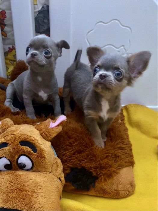 Міні дівчинка лілова шикарна маленька!